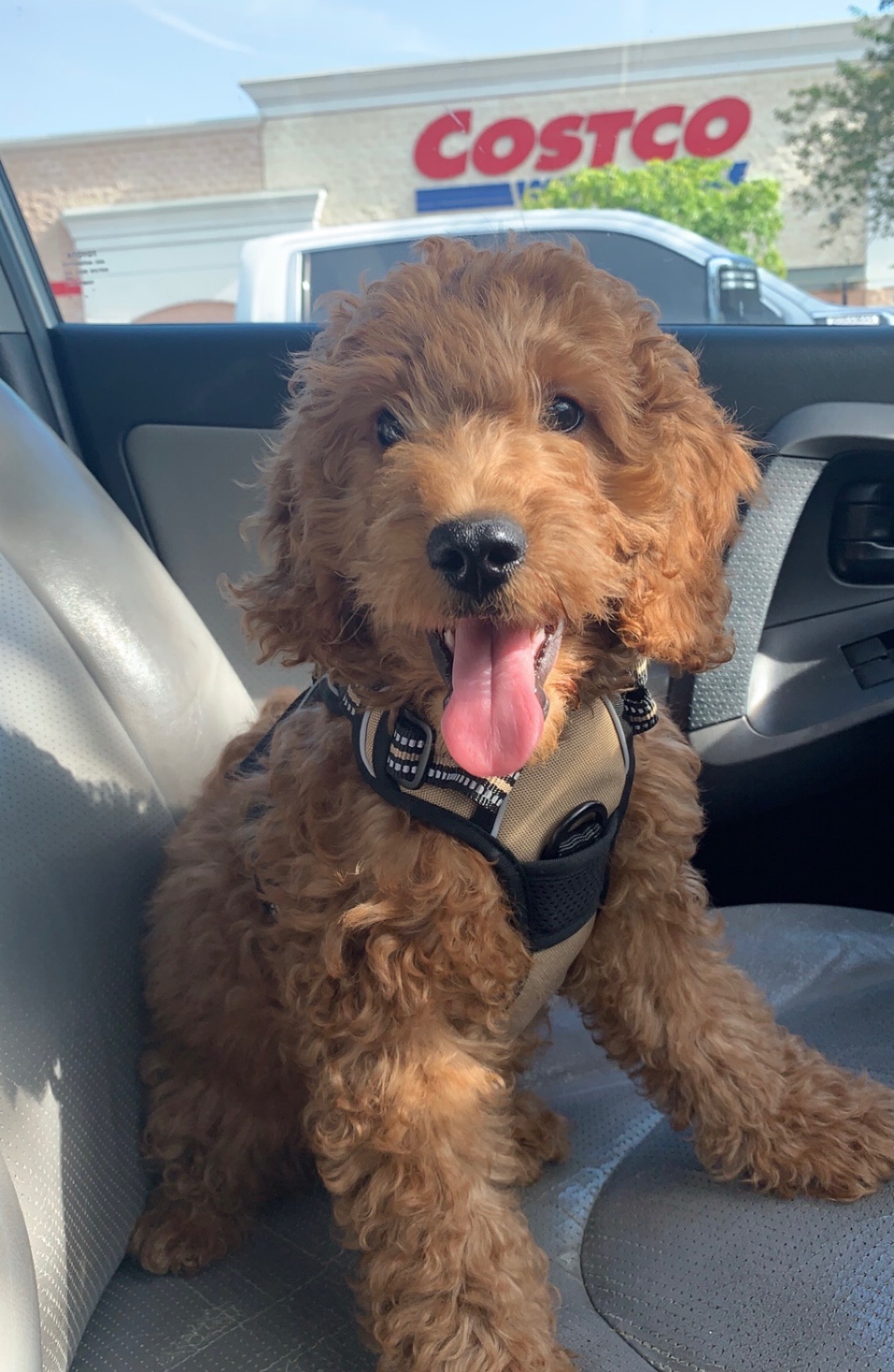 Golden Doodle puppy smiling sitting in car infront of Costco.